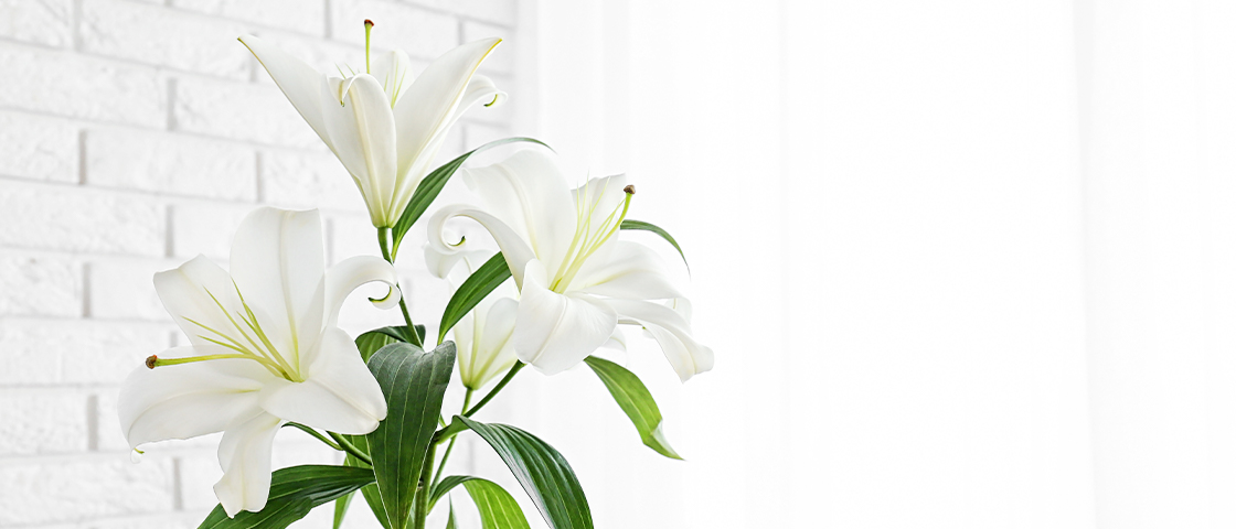 ご予約・お問い合わせ